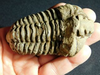 A Big Natural Flexicalymene sp.  Trilobite Fossil Found in Morocco 139gr e 3