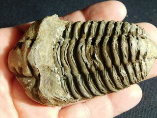 A Big Natural Flexicalymene sp.  Trilobite Fossil Found in Morocco 139gr e 4