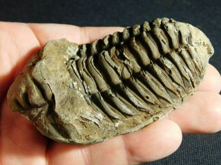 A Big Natural Flexicalymene sp.  Trilobite Fossil Found in Morocco 139gr e 5