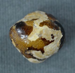 Authentic Llama Bezoar Stone 4.  2 Gm Guaranteed Andean Pearl C674