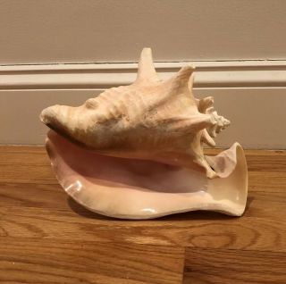 Vintage Queen Conch Sea Shell Pink White Natural Beach Ocean Large 9.  5”