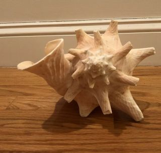 Vintage Queen Conch Sea Shell Pink White Natural Beach Ocean Large 9.  5” 3