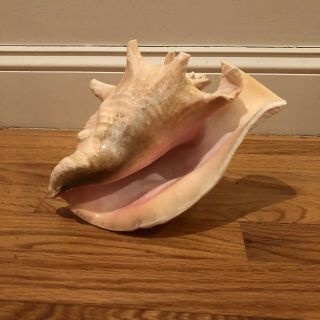 Vintage Queen Conch Sea Shell Pink White Natural Beach Ocean Large 9.  5” 4