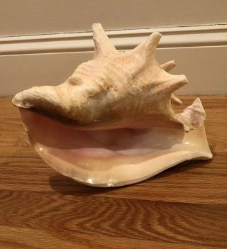 Vintage Queen Conch Sea Shell Pink White Natural Beach Ocean Large 9.  5” 6