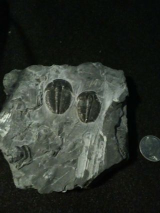 Trilobite Fossil In Matrix Cambrian Era