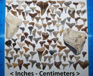 108 Miocene Epoch Florida Fossilized Shark Teeth Fossil Tooth