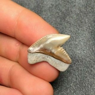 Sharp 0.  93 " Tiger Shark Tooth Teeth Fossil Sharks Necklace Jaws Megalodon Meg