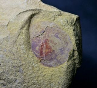 Heliomedusa Brachiopod W.  Soft Tissue Early Cambrian,  Maotianshan Shales