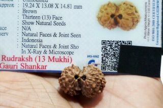 Certified Gauri Shankar Rudraksha Java Bead 13 Mukhi (face) Natural Rudraksh Aum