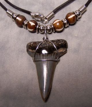 Big 1 3/4 " Mako Shark Tooth Teeth Necklace Fossil Jaw Not Megalodon