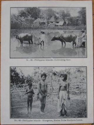 1905 Print: Cultivating Rice/topless Native - Philippines