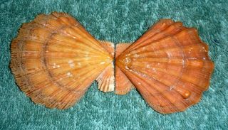 Bl Rfm 65660 Rare & Uncommon Shells Pecten Nodipecten Nodosus Linne 1758 61mm