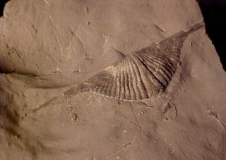 Mucrospirifer Brachiopod From Devonian Trilobite Age,  Ontario,  Canada