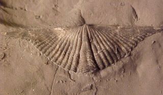 Mucrospirifer brachiopod from Devonian trilobite age,  Ontario,  Canada 2