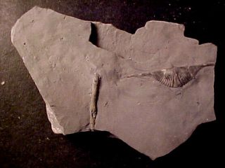 Mucrospirifer brachiopod from Devonian trilobite age,  Ontario,  Canada 3