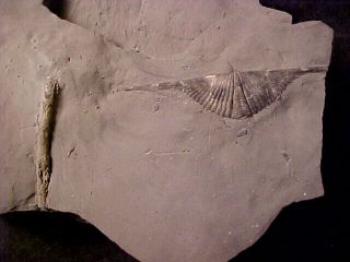 Mucrospirifer brachiopod from Devonian trilobite age,  Ontario,  Canada 4