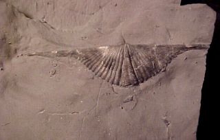 Mucrospirifer brachiopod from Devonian trilobite age,  Ontario,  Canada 5