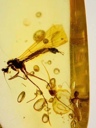 C695 - Diptera In Fossil Burmite Insect Amber Cretaceous Dinosaur Periodd