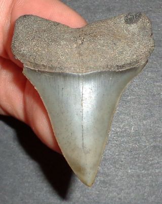 1.  738 " Mako Shark Tooth Fossil From South Carolina Shark Tooth Guide