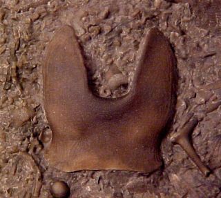 Isotelus Trilobite Hypostome From The Ordovician,  Ontario,  Canada