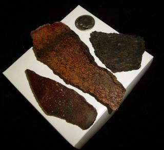 Dino: 3 Faced Fossilized Dinosaur Bone Slabs - 98 g - Lapidary Rough or Display 2