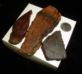 Dino: 3 Faced Fossilized Dinosaur Bone Slabs - 98 g - Lapidary Rough or Display 3