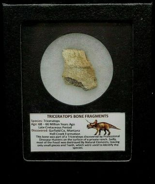 Authentic Triceratops Dinosaur Bone Fragment In Frame With Information Card