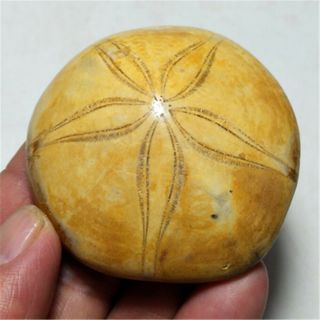 99g Rare Sea Urchin Star Fish Fossil Sand Dollar 19062706