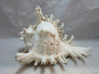 Spiny Conch Sea Shell.  White
