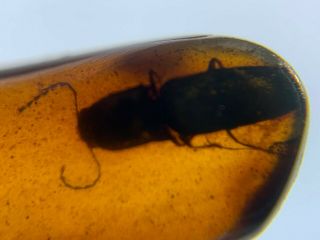 Big Unique Click Beetle Burmite Myanmar Burmese Amber Insect Fossil Dinosaur Age