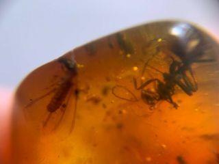 Extinct Sphecomyrma Ant&termite Burmite Myanmar Amber Insect Fossil Dinosaur Age