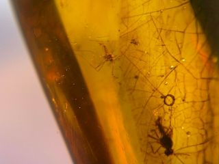 2 Mosquito Fly On Plant Burmite Myanmar Burma Amber Insect Fossil Dinosaur Age