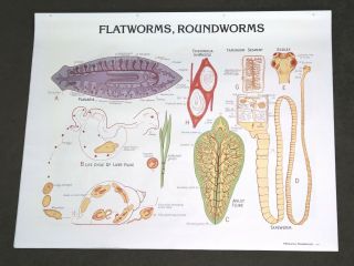 Vintage Denoyer - Geppert Biology Wall Chart 1883 - Flatworms,  Roundworms