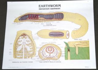 Vintage Denoyer - Geppert Biology Wall Chart 1884 - Earthworm