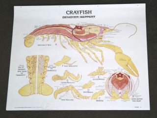Vintage Denoyer - Geppert Biology Wall Chart 1885 - Crayfish