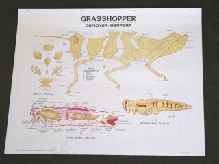 Vintage Denoyer - Geppert Biology Wall Chart 1886 - Grasshopper