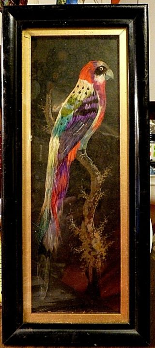 Bird Picture Vtg 40 - 50s Framed Feather Boho Folk Art Tropical Parrot Wood Frame