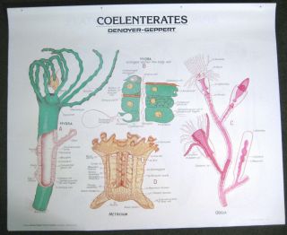 Vintage Denoyer - Geppert Biology Wall Chart 1882 Coelenterates
