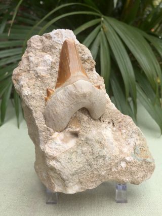 Shark Tooth Fossil Specimen In Matrix Otodus Obliquus Fossil Morocco W/stand.
