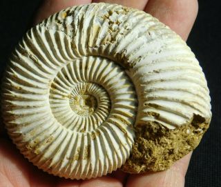 A 100 Natural 200 Million Year Old White Ribbed Ammonite Fossil 118gr
