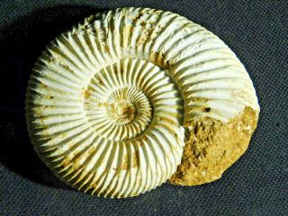 A 100 Natural 200 Million Year Old WHITE Ribbed AMMONITE Fossil 118gr 2