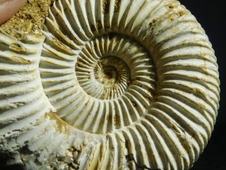 A 100 Natural 200 Million Year Old WHITE Ribbed AMMONITE Fossil 118gr 3