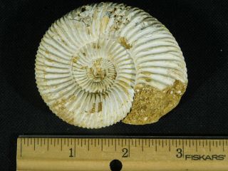 A 100 Natural 200 Million Year Old WHITE Ribbed AMMONITE Fossil 118gr 4