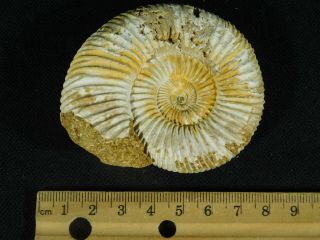 A 100 Natural 200 Million Year Old WHITE Ribbed AMMONITE Fossil 118gr 5