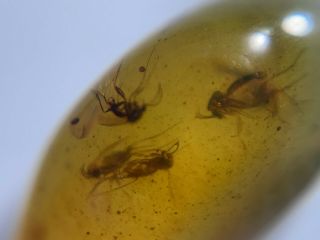 6 Diptera mosquito fly Burmite Myanmar Burmese Amber insect fossil dinosaur age 2