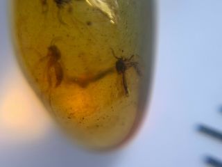 6 Diptera mosquito fly Burmite Myanmar Burmese Amber insect fossil dinosaur age 3