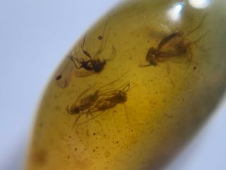 6 Diptera mosquito fly Burmite Myanmar Burmese Amber insect fossil dinosaur age 4