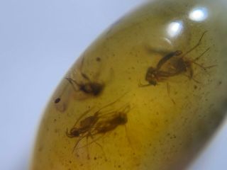6 Diptera mosquito fly Burmite Myanmar Burmese Amber insect fossil dinosaur age 5