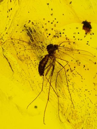 C656 - Perfect Diptera In Fossil Burmite Insect Amber Cretaceous Dinosaur Period