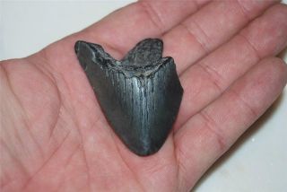 2 1/4 " Mako Megalodon Shark Tooth Teeth Extinct Jaw Fossil Megladon 117